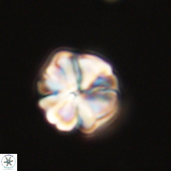 Sphenolithus wardiae 69058