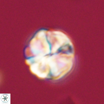 Sphenolithus wardiae 69059