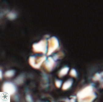 Sphenolithus wardiae 28716