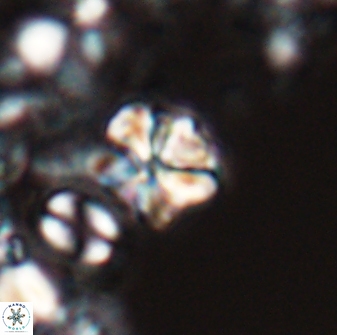 Sphenolithus wardiae 28717
