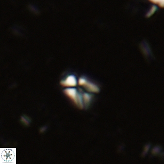 Sphenolithus tintinnabulum 77