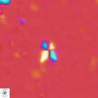 Sphenolithus tintinnabulum 75