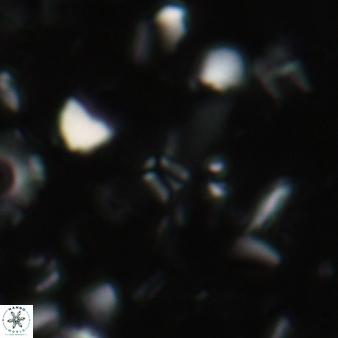 Sphenolithus tintinnabulum 80