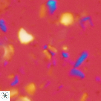 Sphenolithus tintinnabulum 81