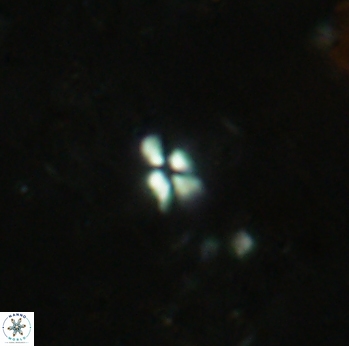 Sphenolithus tintinnabulum 2315