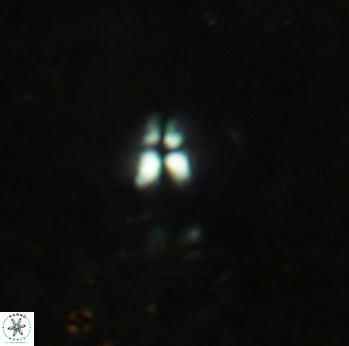 Sphenolithus tintinnabulum 2312