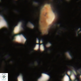 Sphenolithus tintinnabulum 274