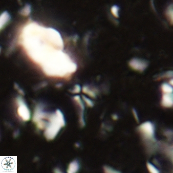 Sphenolithus tintinnabulum 276