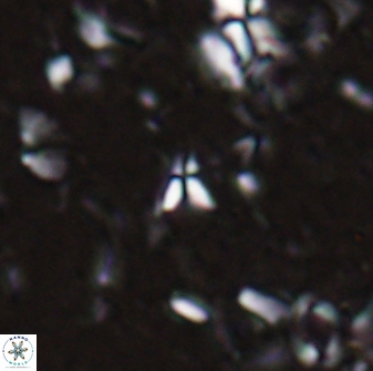 Sphenolithus tintinnabulum 28150