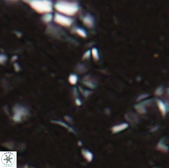 Sphenolithus tintinnabulum 28153