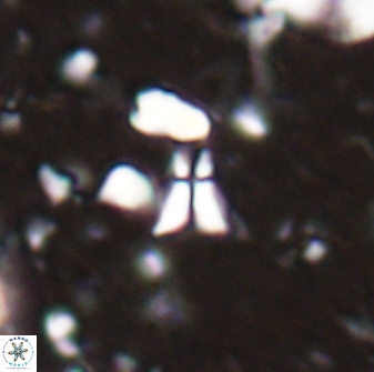 Sphenolithus tintinnabulum 28181