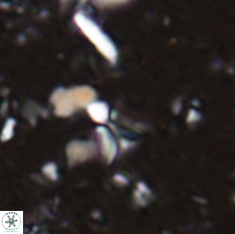 Sphenolithus tintinnabulum 28184