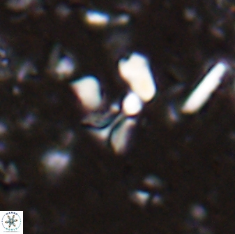 Sphenolithus tintinnabulum 28186