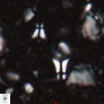 Sphenolithus tintinnabulum 28198