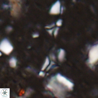 Sphenolithus tintinnabulum 28202