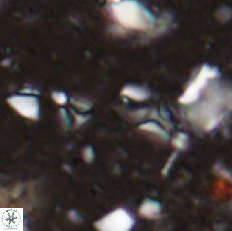 Sphenolithus tintinnabulum 28203