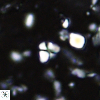 Sphenolithus trigonikos 42831