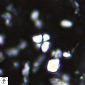 Sphenolithus trigonikos 42834