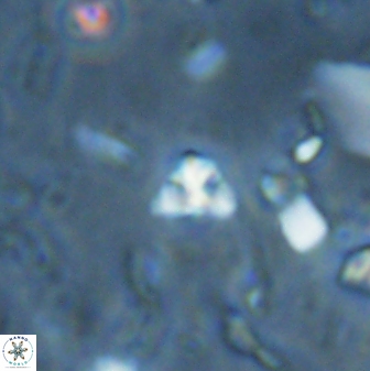 Sphenolithus trigonikos 42836