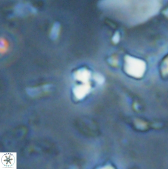 Sphenolithus trigonikos 42837