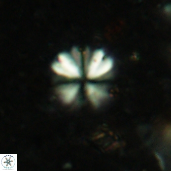 Sphenolithus umbrellus 2422