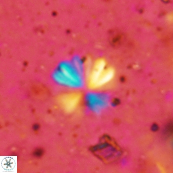 Sphenolithus umbrellus 2423