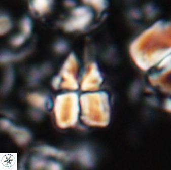 Sphenolithus villae 22647