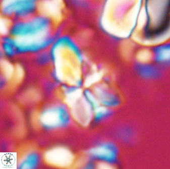 Sphenolithus villae 22649