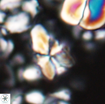 Sphenolithus villae 22650