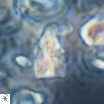 Sphenolithus villae 22653