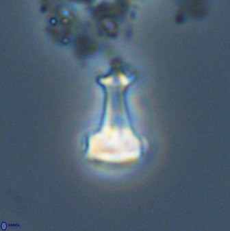 Swapansahooia maghredaswampensis 40440