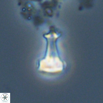 Swapansahooia maghredaswampensis 40440