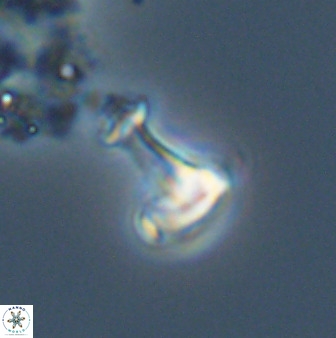 Swapansahooia maghredaswampensis 40441