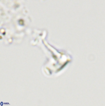 Swapansahooia maghredaswampensis 40442