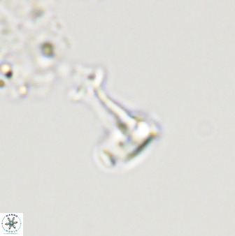 Swapansahooia maghredaswampensis 40442