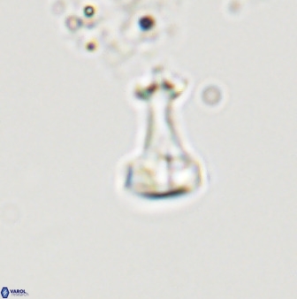 Swapansahooia maghredaswampensis 40443