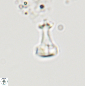 Swapansahooia maghredaswampensis 40443