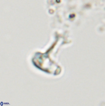 Swapansahooia maghredaswampensis 40444