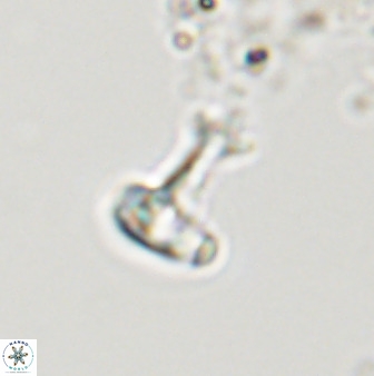 Swapansahooia maghredaswampensis 40444