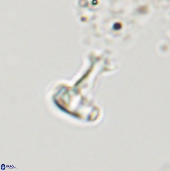 Swapansahooia maghredaswampensis 40445