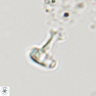 Swapansahooia maghredaswampensis 40445