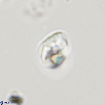 Swapansahooia maghredaswampensis 40406