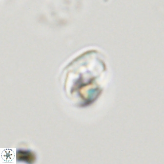 Swapansahooia maghredaswampensis 40406