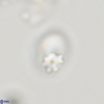 Swapansahooia maghredaswampensis 40407