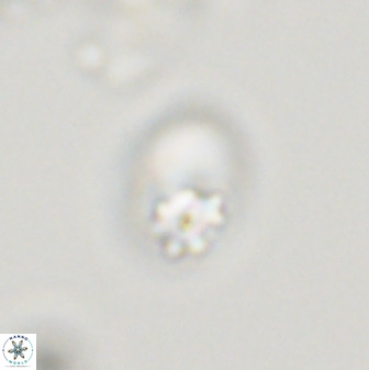 Swapansahooia maghredaswampensis 40407
