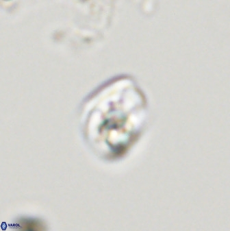 Swapansahooia maghredaswampensis 40408