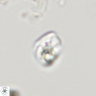 Swapansahooia maghredaswampensis 40408