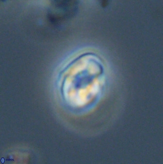 Swapansahooia maghredaswampensis 40409