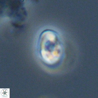 Swapansahooia maghredaswampensis 40411