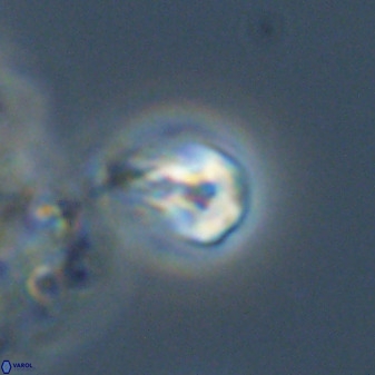 Swapansahooia maghredaswampensis 40415